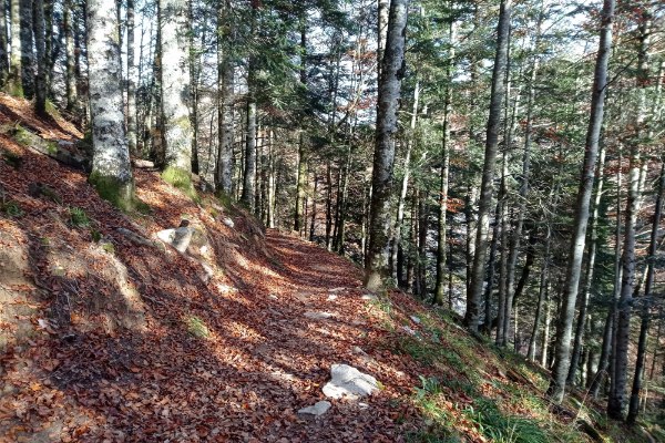 Derecha por sendero