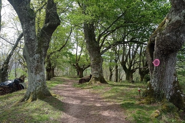 Bosque precioso